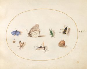 Tavle 19: to sommerfugle med fem andre insekter af Joris Hoefnagel