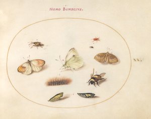 Plade 20: Tre sommerfugle, en larve, en bi, to krysalider og tre snudebiller af Joris Hoefnagel