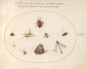 Plade 21: En sommerfugl med en guldsmede, en mariehøne og fem andre insekter af Joris Hoefnagel