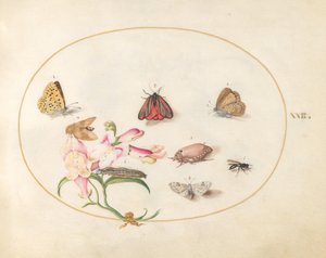 Plade 22: Sommerfugle med andre insekter og en Snapdragon af Joris Hoefnagel