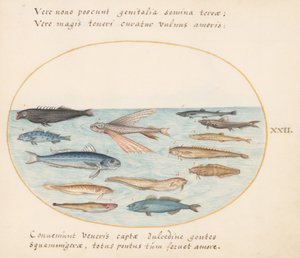 Plade 22: Multe, flyvefisk, ål og andre fisk af Joris Hoefnagel