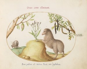 Plade 23: Et fedthalet får, et får med en lang hale, en "Cassia purgatrix" og andre planter af Joris Hoefnagel