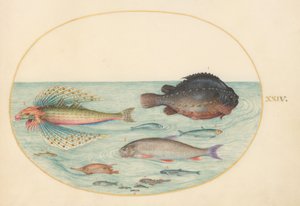 Tallerken 24: Flyvende svalegurk, hanklumpsuger, langrygbekattefisk og andre fisk af Joris Hoefnagel