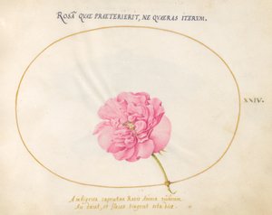 Tallerken 24: Pink Rose af Joris Hoefnagel
