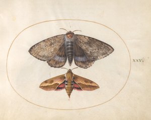 Plade 25: Blue Underwing Moth og Spurge Hawk Moth af Joris Hoefnagel