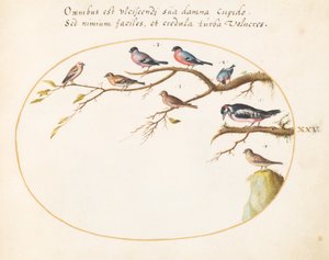 Plade 25: Stor plettet spætte, bullfinches, spurve og andre fugle af Joris Hoefnagel