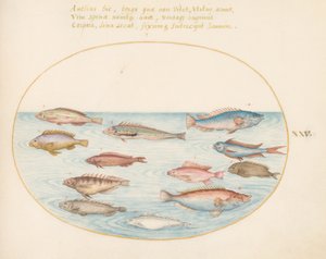 Plade 25: Middelhavsregnbue leppefisk, anden leppefisk, en svalehale-aborre(?), flere "Anthiae" og andre fisk af Joris Hoefnagel