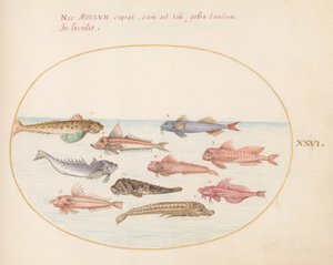 Plade 26: Gurnards, Dragonets og Other Fish af Joris Hoefnagel