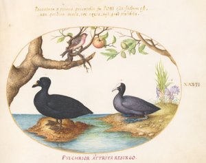 Tallerken 27: En and(?), en hønsehøne og en rosenfink(?) af Joris Hoefnagel