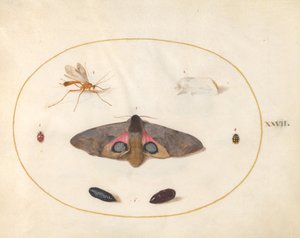 Plade 27: To møl, to chyrsalider og andre insekter af Joris Hoefnagel