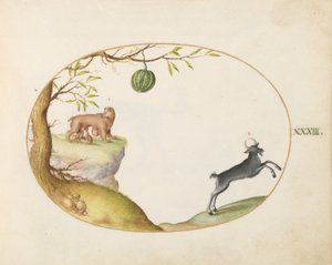 Plade 33: En "Simivulpa" (Opossum?) og en stenbuk af Joris Hoefnagel