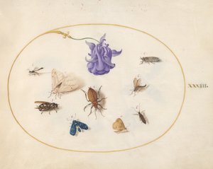 Tallerken 33: Møl og Sommerfugl med andre Insekter og en Akelejeblomst af Joris Hoefnagel