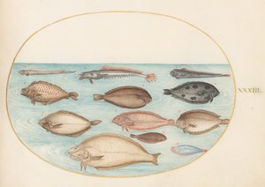 Plade 33: Tunge og andre fladfisk med båndfisk(?) af Joris Hoefnagel