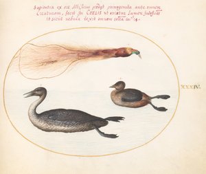 Plade 34: Paradisfugl med Merganser(?) og lappedykker(?) af Joris Hoefnagel