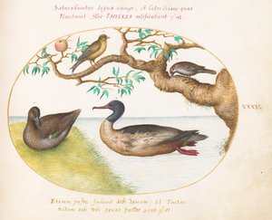 Tallerken 35: Grønvinget krikand, rødbrystet havørke(?), spurv og en grønfinke(?) af Joris Hoefnagel