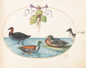 Tallerken 36: Rødbrystet Merganser, Shoveler og to andre vandfugle med artiskokker af Joris Hoefnagel