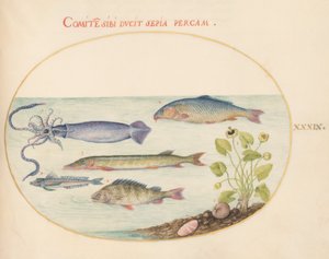 Plade 39: Blæksprutte, Gurnard, Gedde og andre fisk af Joris Hoefnagel