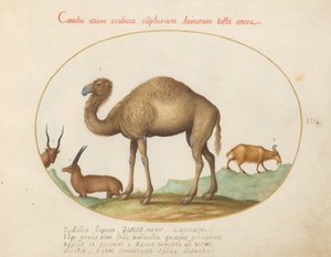 Plade 3: Kamel, stenbuk og ged af Joris Hoefnagel