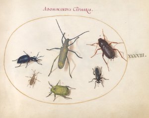 Plade 43: Et gyldenblomstret gråt langhorn(?), Tansy Beetle(?), kakerlak, bladfodet insekt og andre insekter af Joris Hoefnagel