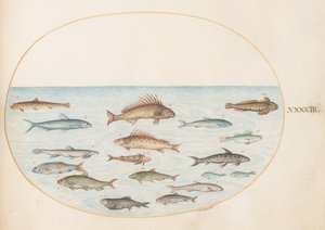Tallerken 43: Femten fisk af Joris Hoefnagel