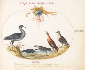 Plade 43: Sandpipers og andre kystfugle, der beundrer en krans af blomster af Joris Hoefnagel