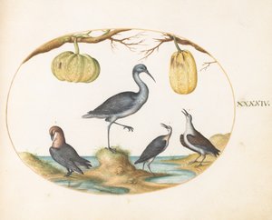  af Joris Hoefnagel