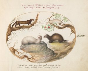 Plade 44: Polecat, Mink og Hermelin af Joris Hoefnagel