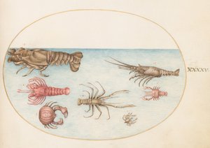 Plade 45: Hummer, Squilla Mantis og andre krebsdyr af Joris Hoefnagel