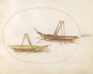 Plade 45: To langhovedede græshopper(?) af Joris Hoefnagel
