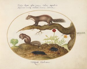 Plade 46: Sten Martin, Chimpmunk og Muldvarpe med en morgenfrue og salat af Joris Hoefnagel