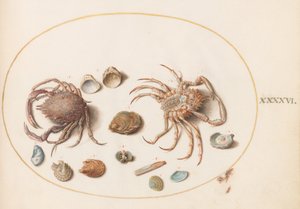 Plade 46: To krabber med muslingeskaller af Joris Hoefnagel