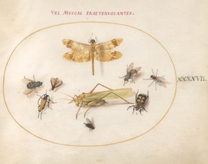 Plade 47: En guldsmede, en græshoppe, stuefluer, en ådselbille, en blomsterlanghornsbille og andre insekter af Joris Hoefnagel