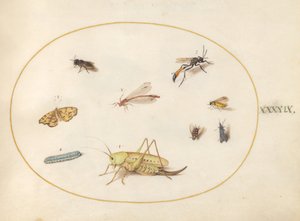 Plade 49: En græshoppe, en larve, en sommerfugl, en møl og andre insekter af Joris Hoefnagel