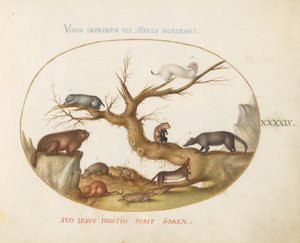 Plade 49: Murmeldyr, Hamstere, Rotte, Markmus, Spidsmus og en Coatimundi af Joris Hoefnagel