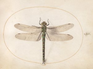 Plade 53: Southern Hawker Dragonfly af Joris Hoefnagel