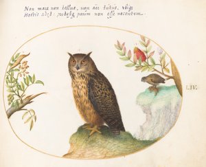 Plade 54: En ugle, med en anden i det fjerne, der spiser en kanin af Joris Hoefnagel