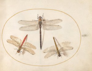 Plade 54: Behåret Dragonfly og To Darters