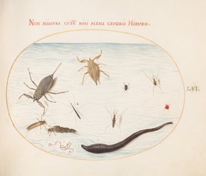 Plade 56: Vandskorpion, vandmåler, damskater, rødvandmide, igle(?) og andre vandinsekter af Joris Hoefnagel