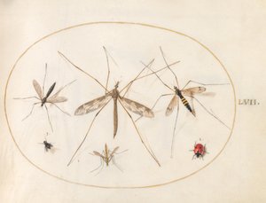 Plade 57: En mariehøne, en flue og fire andre insekter af Joris Hoefnagel