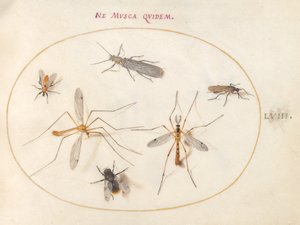 Plade 58: En bi og fem andre insekter af Joris Hoefnagel