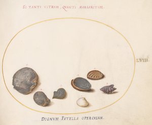 Plade 58: Skaller, inklusive Abalone(?) af Joris Hoefnagel