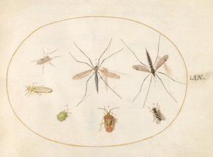 Plade 59: Syv insekter, inklusive en tjørnskjoldbug, tranefluer og en svirreflue af Joris Hoefnagel