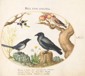 Plade 60: Magpie, Krage og Guldfinke af Joris Hoefnagel