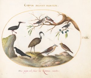 Plade 62: Northern Bald Ibis og Blank Ibis med andre fugle af Joris Hoefnagel