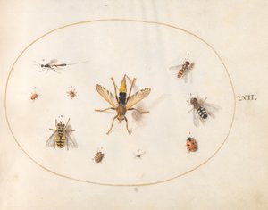 Plade 62: Ti Insekter af Joris Hoefnagel