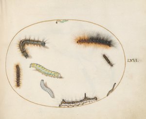Plade 66: Lackey Moth Caterpillar, Figur af otte Caterpillar, Grey Dagger Caterpillar og andre Caterpillars af Joris Hoefnagel