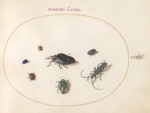 Plade 66: To oliebiller, en langhornsbille og fire andre insekter af Joris Hoefnagel