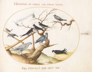 Tavle 68: En rype, svaler og andre fugle af Joris Hoefnagel