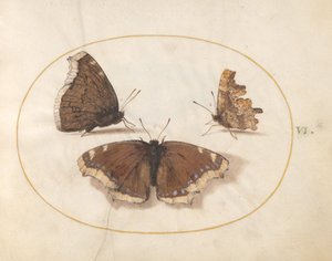 Plade 6: To udsigter af en sørgekappe (Camberwell Beauty) sommerfugl med en kommasommerfugl af Joris Hoefnagel