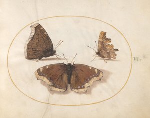  af Joris Hoefnagel